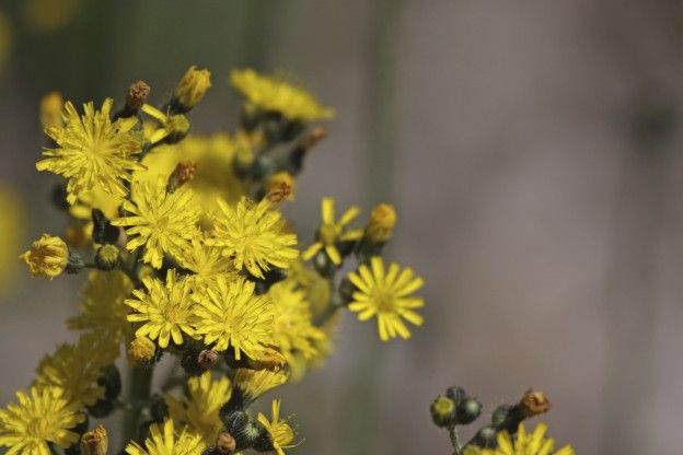 Kleines Habichtskraut