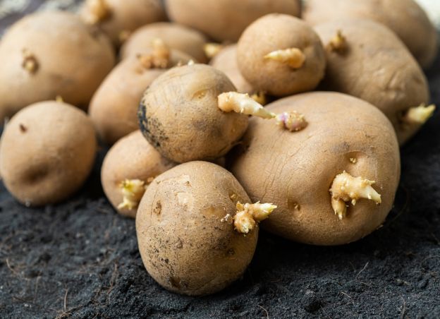 Müssen keimende Kartoffeln entsorgt werden?