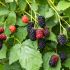 Brombeeren