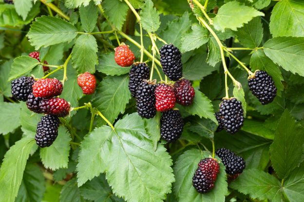 Brombeeren