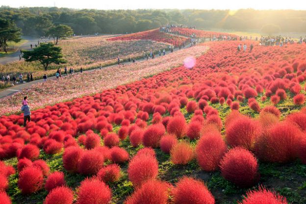 Spazieren zwischen den Feuerbällen des Hitachi Seaside Park