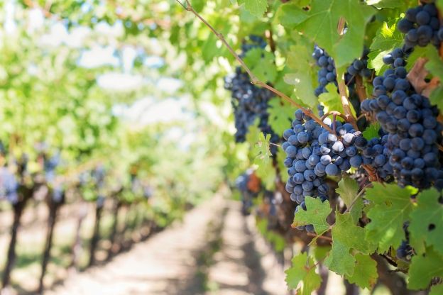 Ernte Trauben während der Weinlese