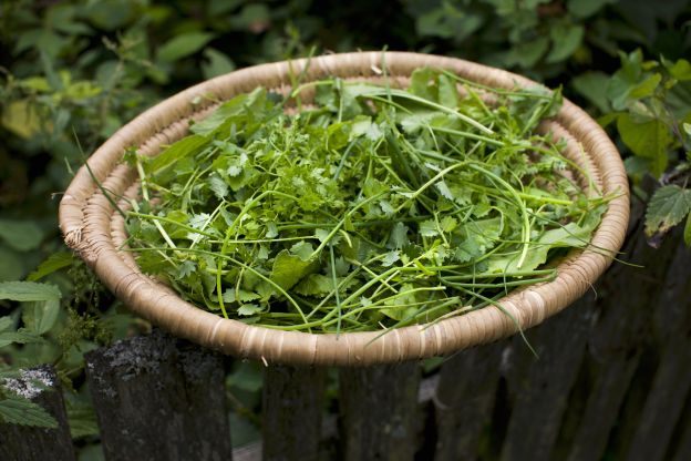 Aromatische Kräuter und Salate