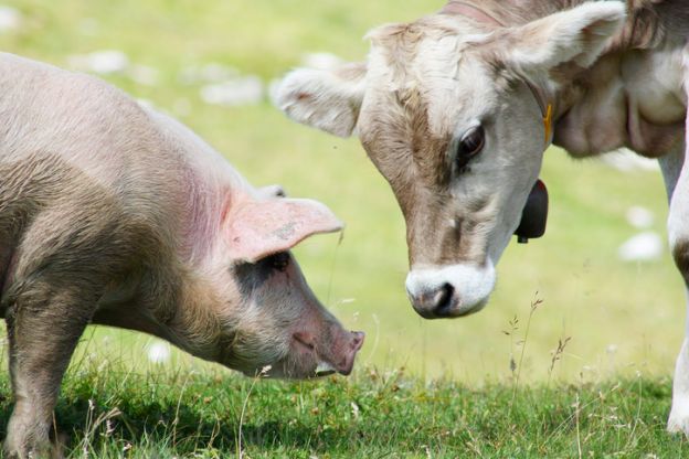 Weniger Fleisch essen