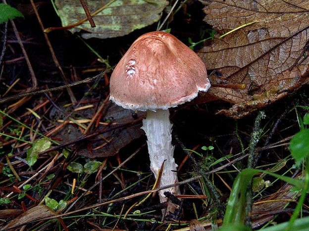 Stink-Schirmling (Lepiota Cristata)