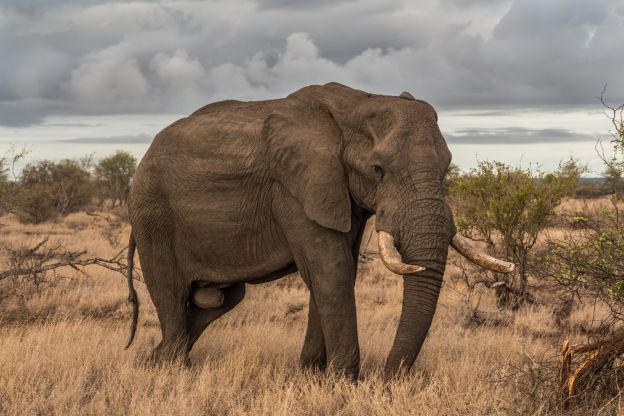 Fotografiere die Big 5 in Afrika