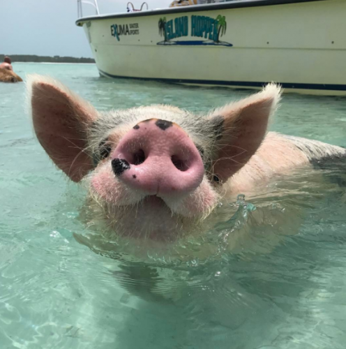 Mit Schweinen schwimmen auf den Bahamas