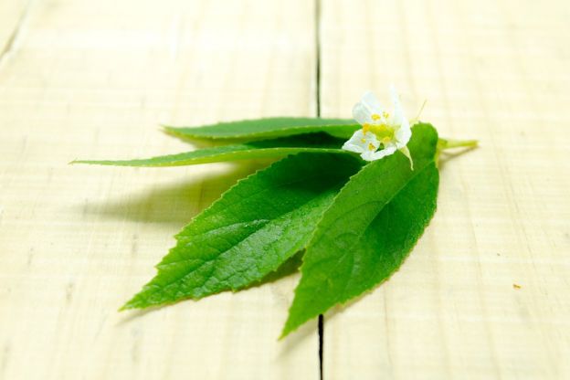 STEVIA