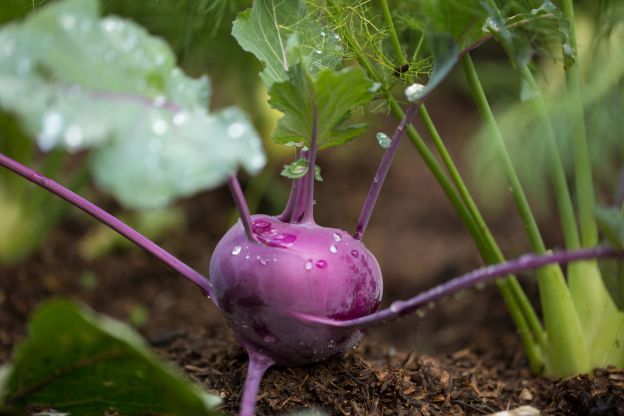 Kohlrabi