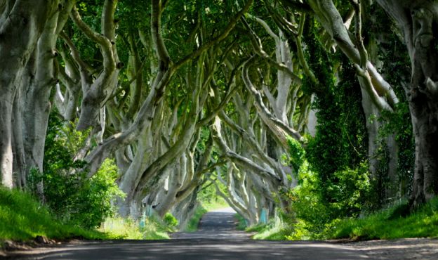 Wandele unter den Dark Hedges in Nordirland