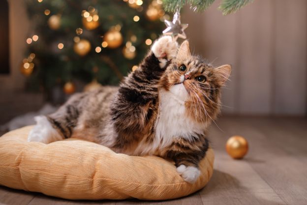 Ein katzensicherer Weihnachtsbaum