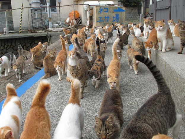 Triff die Katzen von Aoshima, Japan