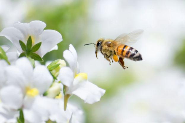 Bienen und Münzen