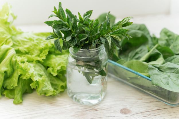 Kräuter und Salat in Wasser frisch halten