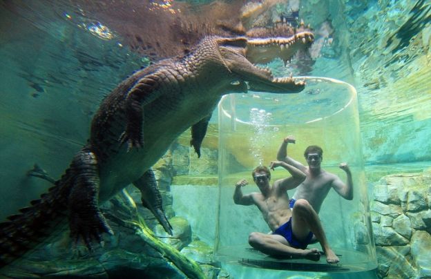 Tauche im Todeskäfig in Australien