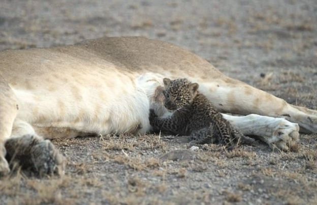 Glück für den kleinen Leoparden