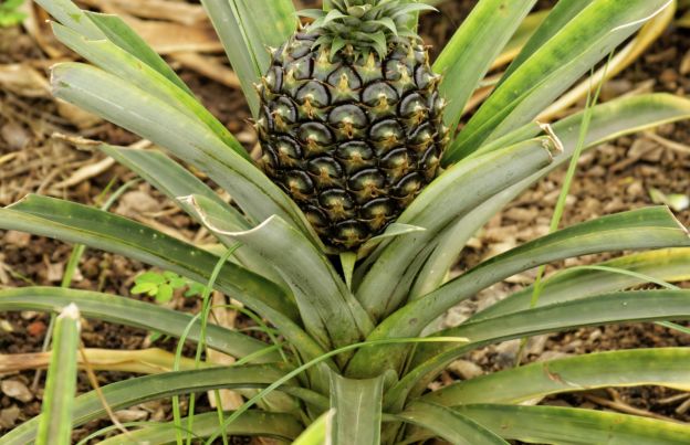 Ananas