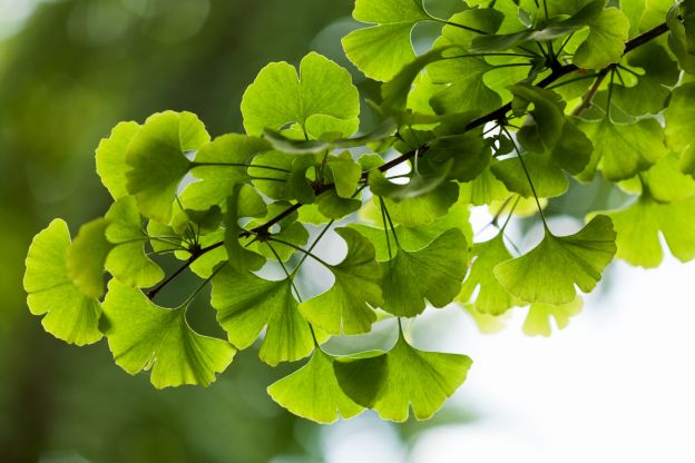 Ginkgo biloba