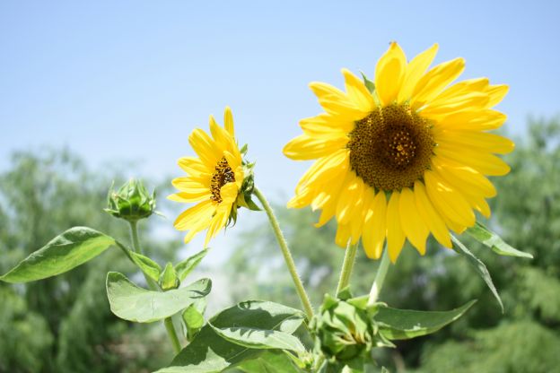 Sonnenblumen