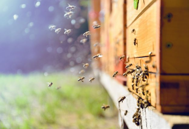 Bienenfreundlich handeln