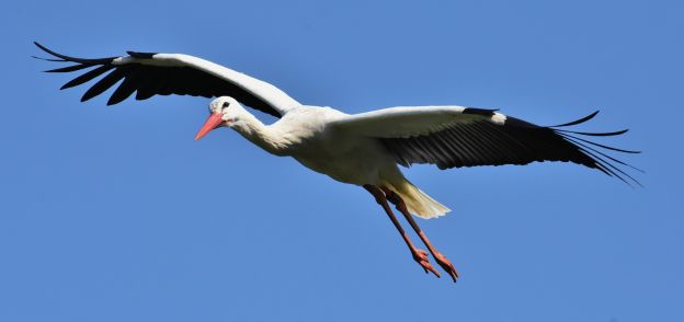 Da brat mir doch einer 'nen Storch