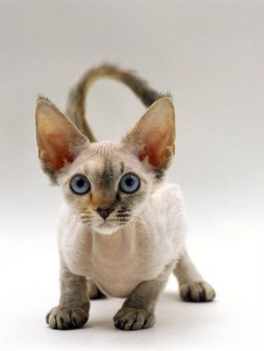 Devon Rex