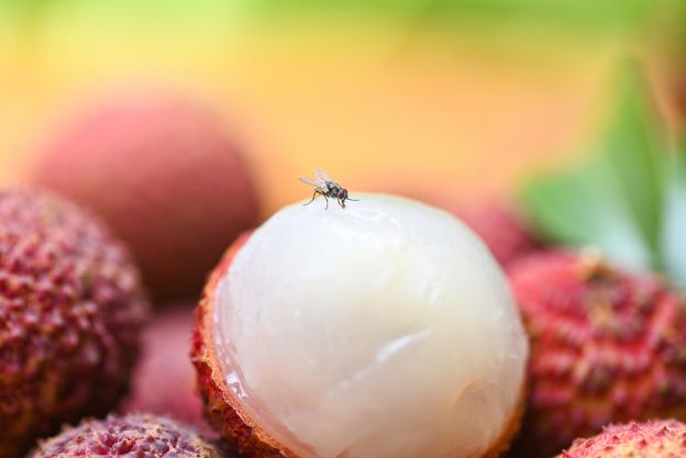 Fruchtfliegen loswerden