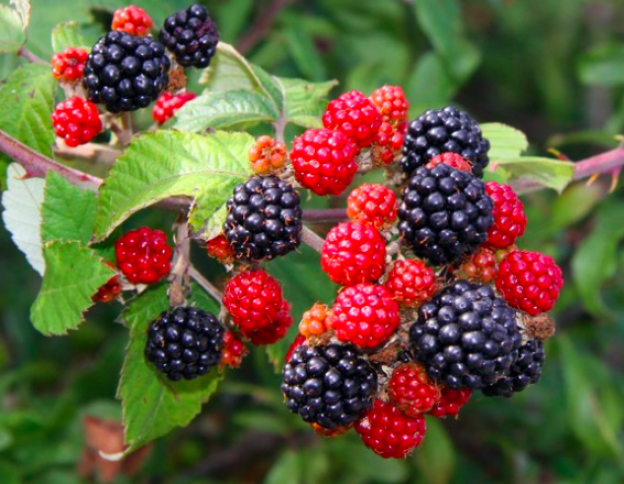 34.- Brombeeren