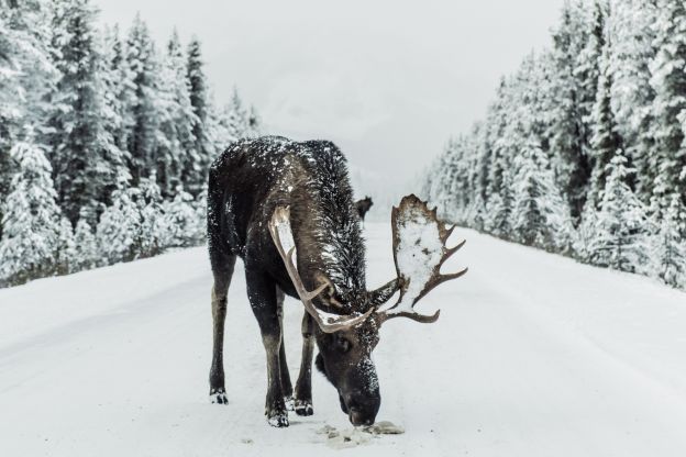 Triff einen Elch in Kanada