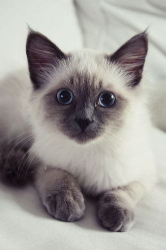 Ragdoll