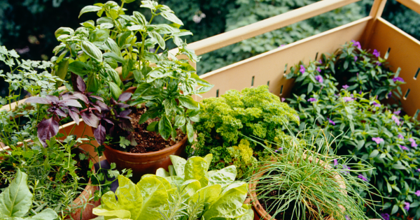 Einen Kräutergarten zu Hause anlegen (auch ohne Garten ;)